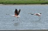 Flamingos alçam voo no Parque Nacional da Lagoa do Peixe, no sul do Rio Grande do Sul, entre a Lagoa dos Patos e o Oceano Atlântico